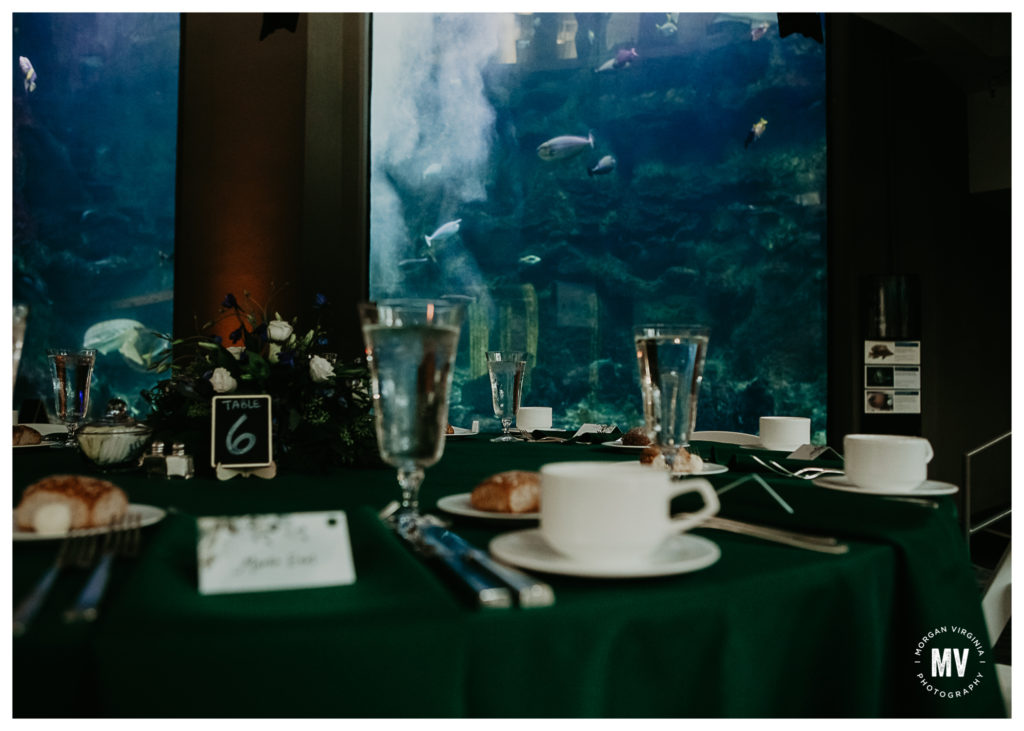 Pittsburgh zoo and aquarium wedding photographer morgan virginia photography